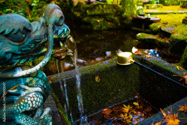 Obraz 自然と池の中の鯉