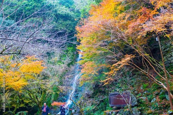 Obraz 自然あふれる森林と紅葉の中の滝