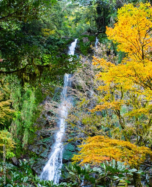 Fototapeta 自然あふれる森林と紅葉の中の滝