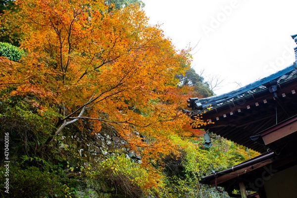 Fototapeta 自然あふれる森林と紅葉と寺院