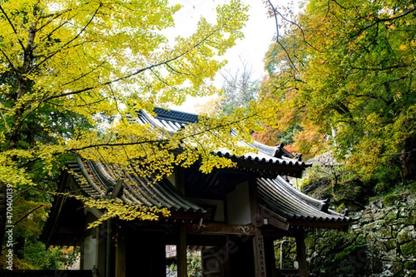 Fototapeta 自然あふれる森林と紅葉と寺院