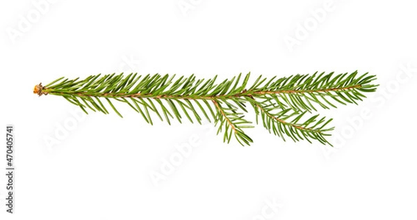 Fototapeta Branch of real spruce. Fir Christmas Tree. Green pine, small long twig of spruce with needles. Isolated on white background. Closeup top view.