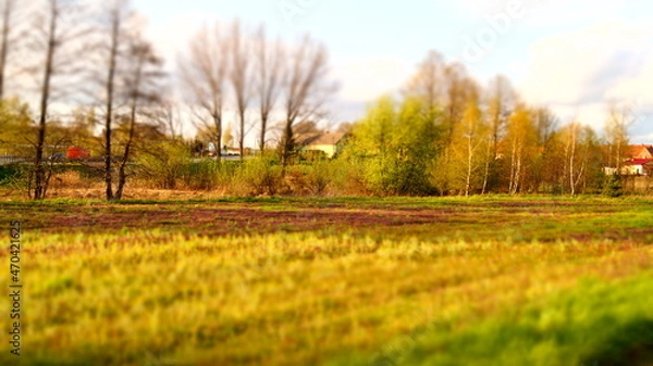 Fototapeta sunset in the field