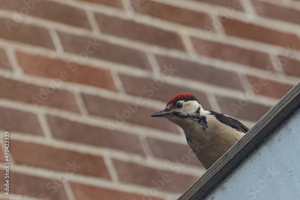 Fototapeta red headed woodpecker