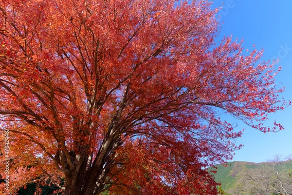 Fototapeta 飯南高校のハナノキ（三重県松阪市飯南町）