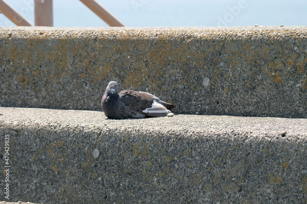 Fototapeta 休んでいる鳩