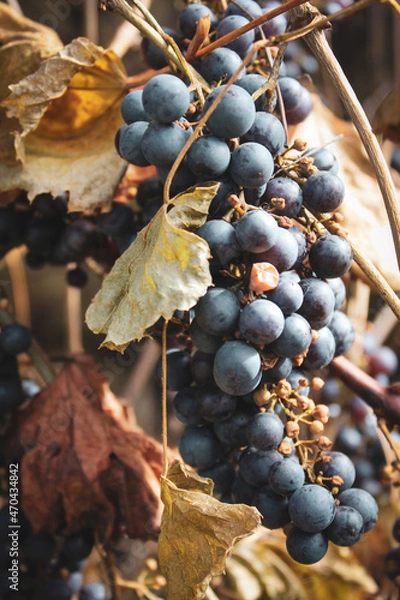 Obraz bunch of grapes