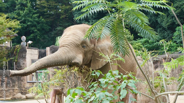 Obraz 多摩動物公園の象