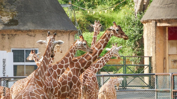 Obraz 多摩動物公園のキリン