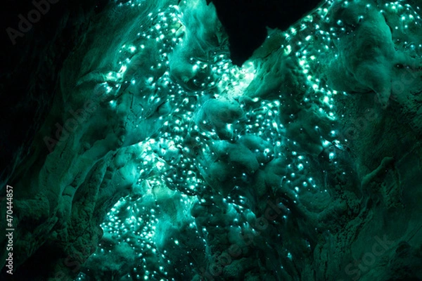 Fototapeta Illuminated Glow Worm Sky in Dark Cave, Waipu Caves, North Island, New Zealand