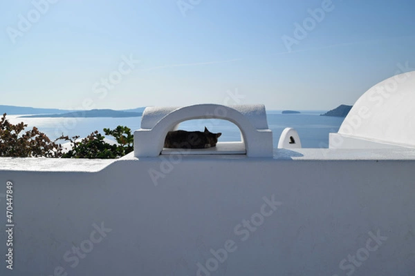 Obraz Cat and see view