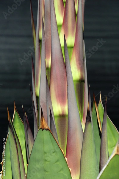 Obraz agave titanota