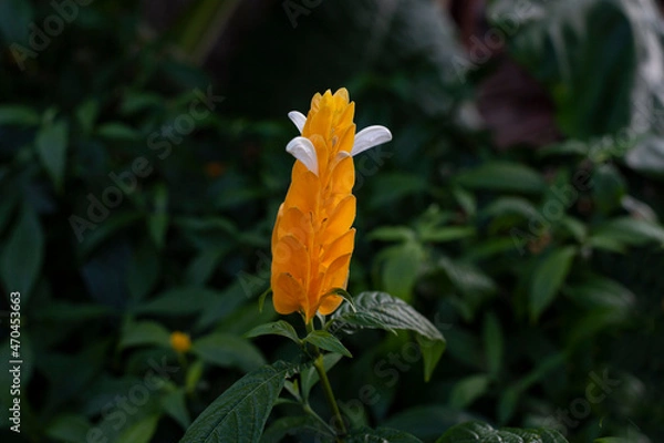 Obraz Lollipop Plant