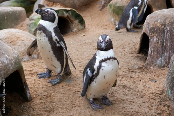 Fototapeta close up of two penguin spheniscus demersus