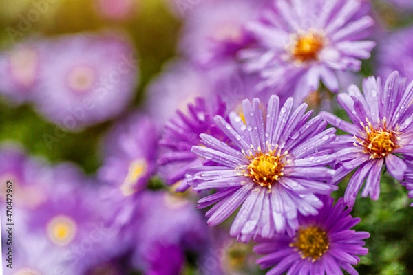 Fototapeta Aster dumosus (Symphyotrichum dumosum, krzaczasty aster) z makrofotografią kropli wody. Aster japoński lub kwiaty Kalimeris incisa. tapeta z liliowymi kwiatami asteru. Tło mokrych kwiatów bzu.