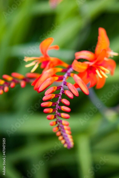 Obraz red and yellow flower