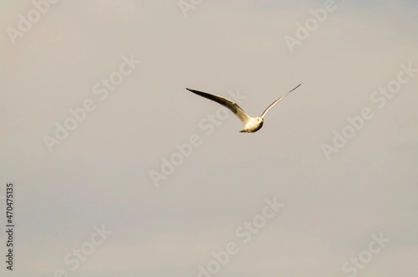 Obraz seagull in flight