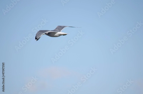 Obraz seagull in flight