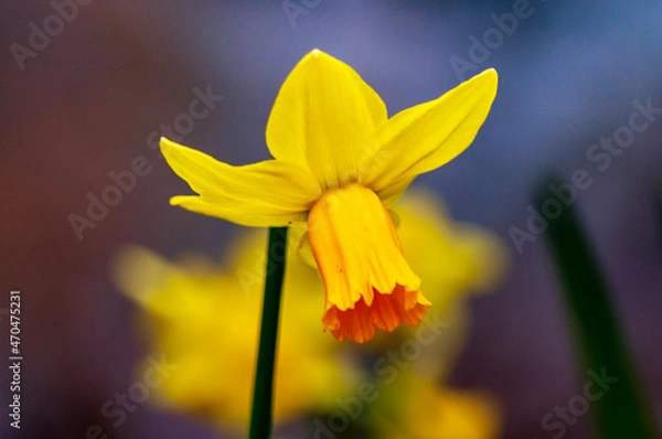 Obraz yellow daffodil flower