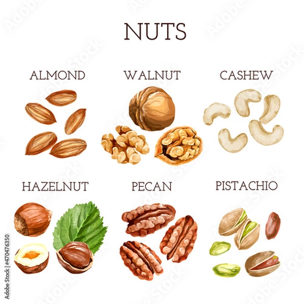 Fototapeta Watercolor nut collection. different types of nuts with names