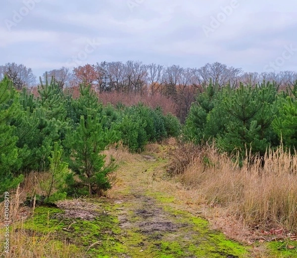 Obraz Niski las jesienią
