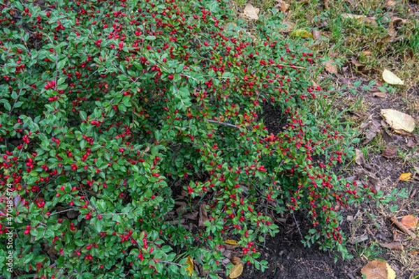 Fototapeta Cotoneaster dammeri