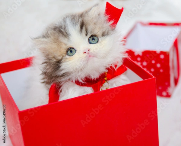 Obraz cute christmas kitten on isolated white background