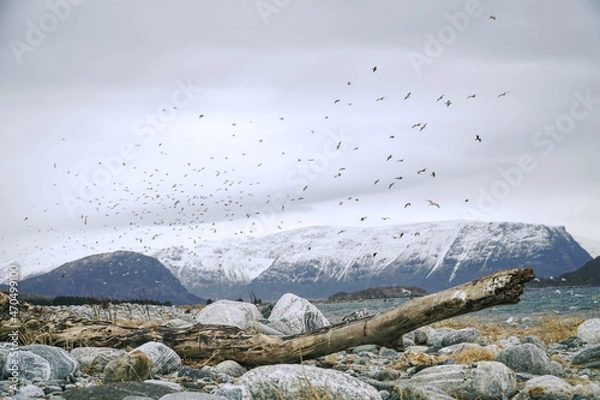 Fototapeta Old piece of wood lying on the rocky fjord coast in the cold north. Big group of seagulls flying in the background. Sea, mountains, snow. Norway.