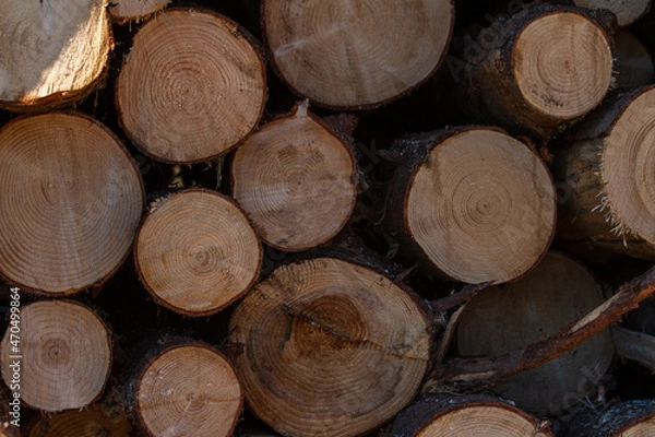 Fototapeta wood structure