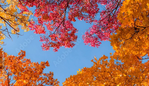 Obraz autumn leaves background