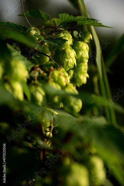 Obraz szyszki chmielu