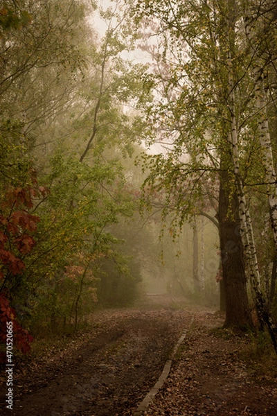 Obraz mglisty poranek