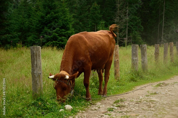 Obraz góry