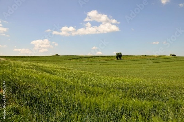 Obraz pole