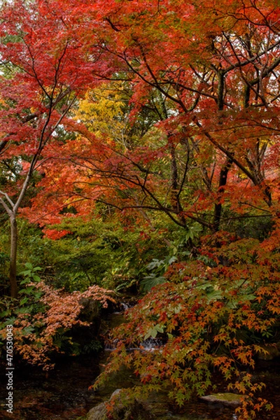 Obraz 清流とモミジ