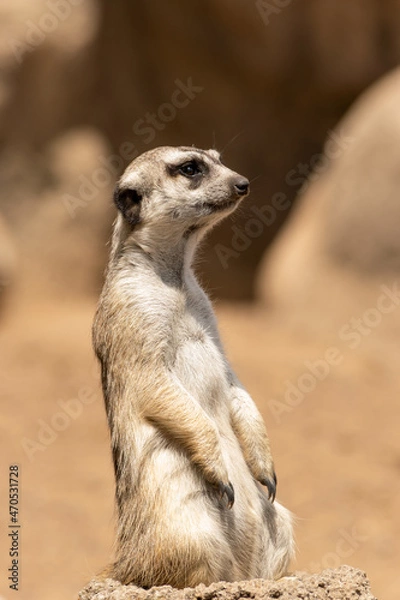 Fototapeta SARIGUEYA