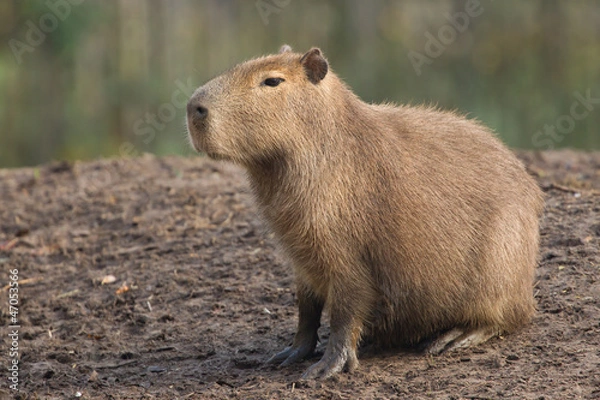 Fototapeta Kapibara (Hydrochoerus hydrochaeris) odpoczywa