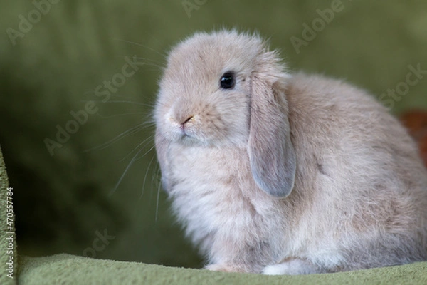 Obraz Lop rabbit portrait