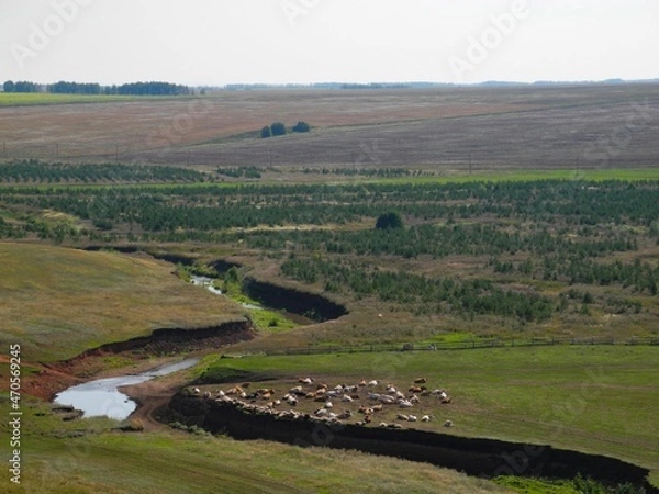 Fototapeta Near the river lies a herd of cows and sheep on a summer day