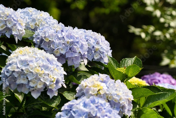 Obraz あじさいの里