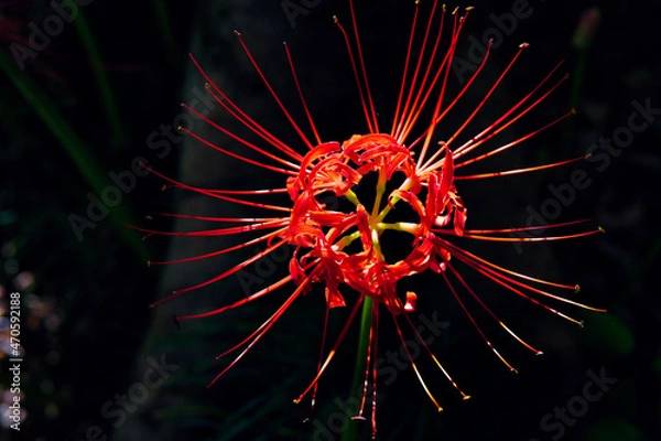 Fototapeta やすらぎの森の彼岸花
