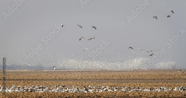 Obraz Snow Goose Migration