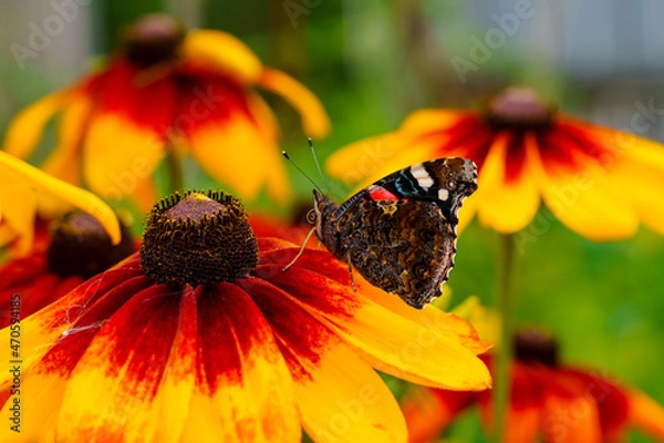 Fototapeta Admiral butterfly on rudbeckia flower on sunny summer