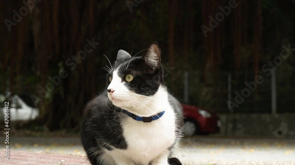 Fototapeta よそ見するネコ