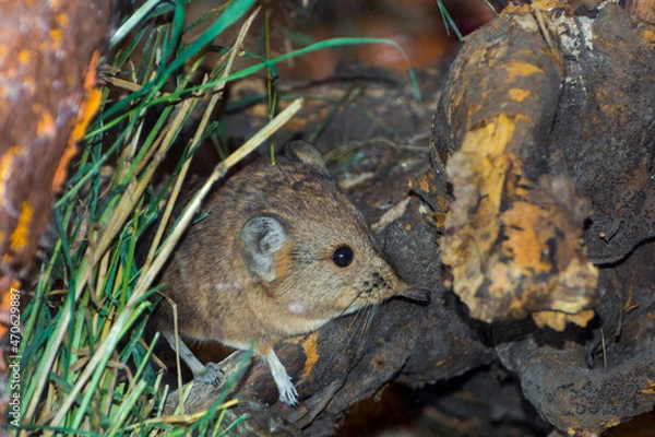 Obraz Round-eared elephant shrew or sengi in a terrarium