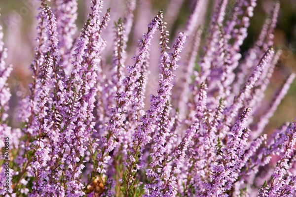 Obraz pink heather