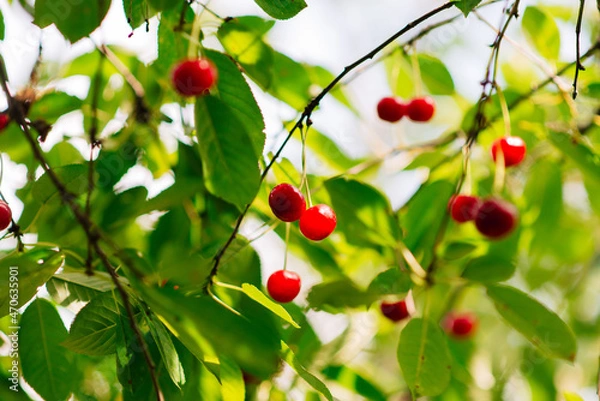 Obraz Red Ripe Cherry Berries. tree In Summer Vegetable Garden.	