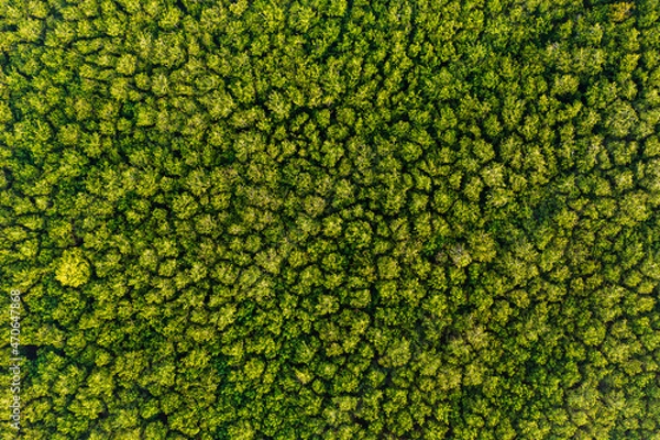 Obraz Aerial view Trees in the forest top view aerial rainforest ecosystem And healthy environment concept and background texture of forest view green trees from above text copy spac