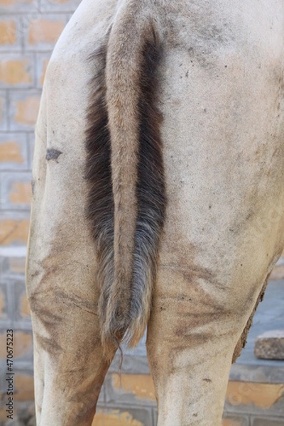 Obraz ラクダの尻尾