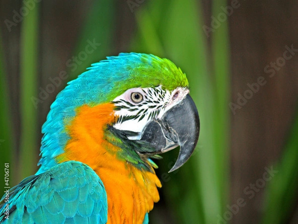 Fototapeta colorful parrot